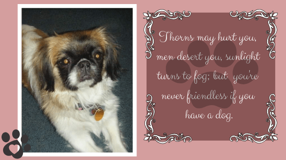 Thorns may hurt you, men desert you, sunlight turns to fog; but you're never friendless if you have a dog.
