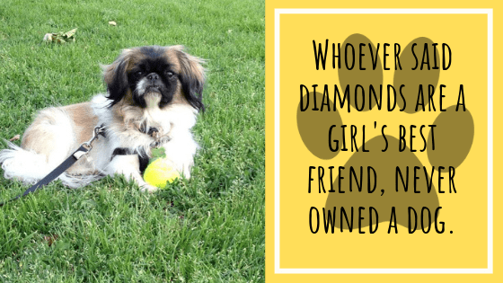 Whoever said diamonds are a girl's best friend, never owned a dog.