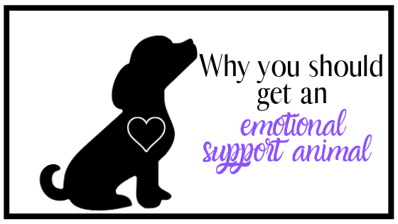 Why you should get an Emotional Support&nbsp;Animal